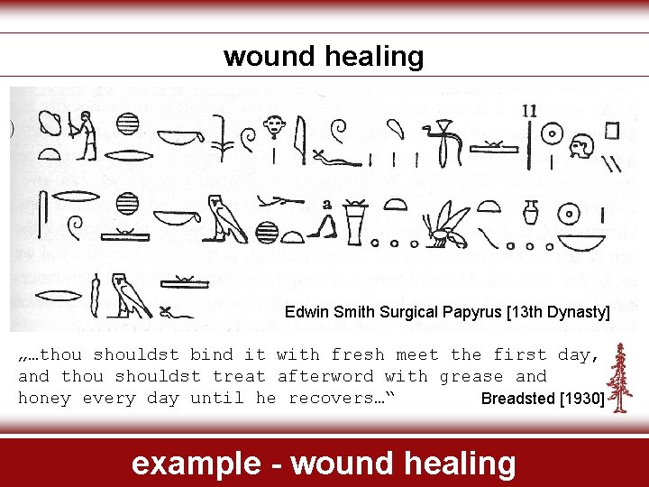 wound healing Edwin Smith Surgical Papyrus [13 th Dynasty] „…thou shouldst bind it with