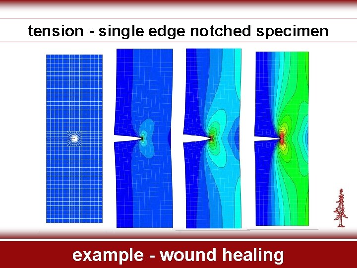 tension - single edge notched specimen example - wound healing 