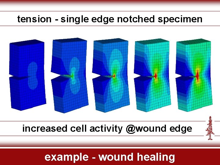 tension - single edge notched specimen increased cell activity @wound edge example - wound