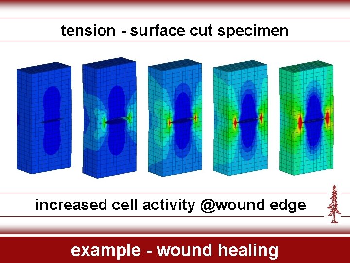 tension - surface cut specimen increased cell activity @wound edge example - wound healing