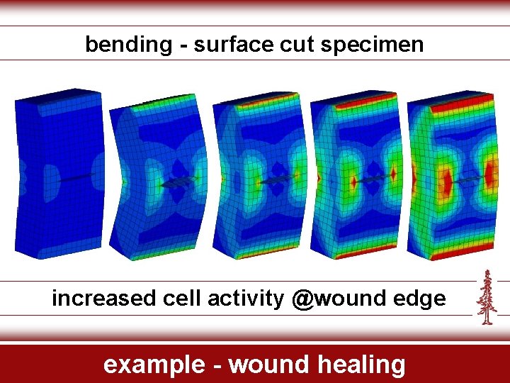 bending - surface cut specimen increased cell activity @wound edge example - wound healing