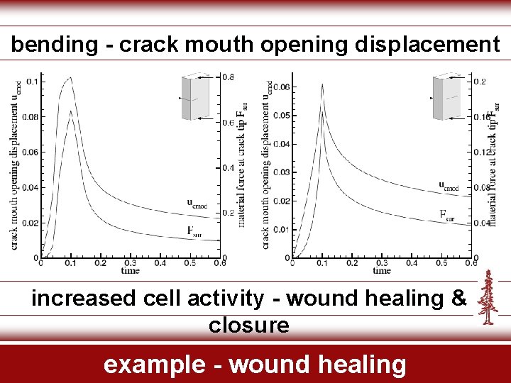 bending - crack mouth opening displacement increased cell activity - wound healing & closure