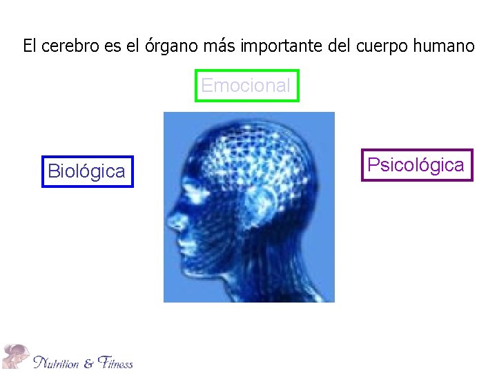 El cerebro es el órgano más importante del cuerpo humano Emocional Biológica Psicológica 