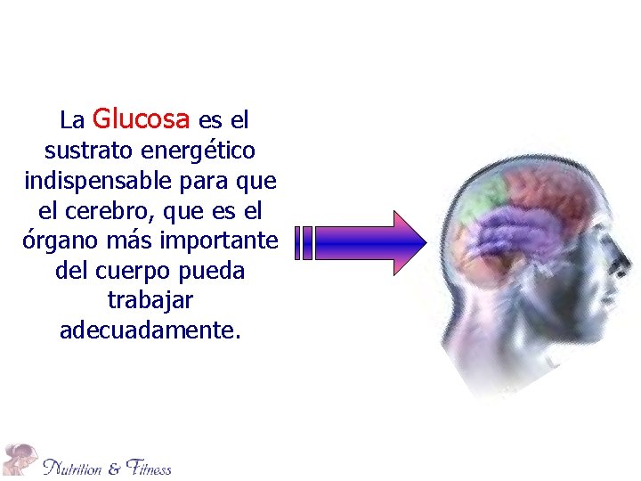 La Glucosa es el sustrato energético indispensable para que el cerebro, que es el