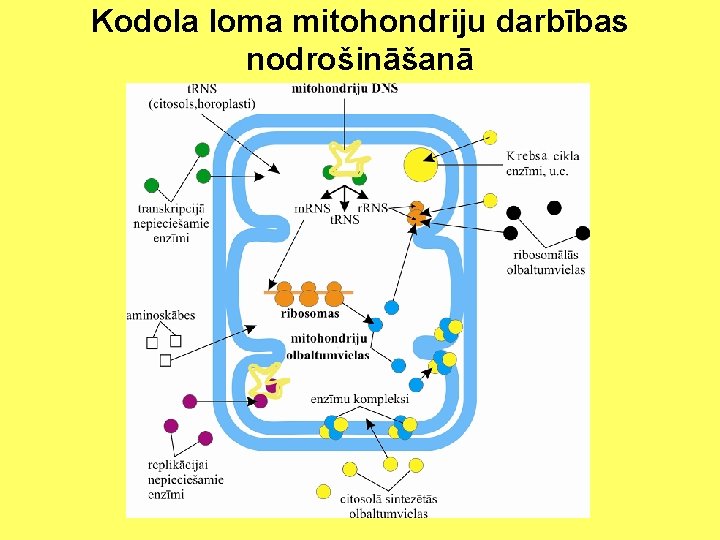 Kodola loma mitohondriju darbības nodrošināšanā 