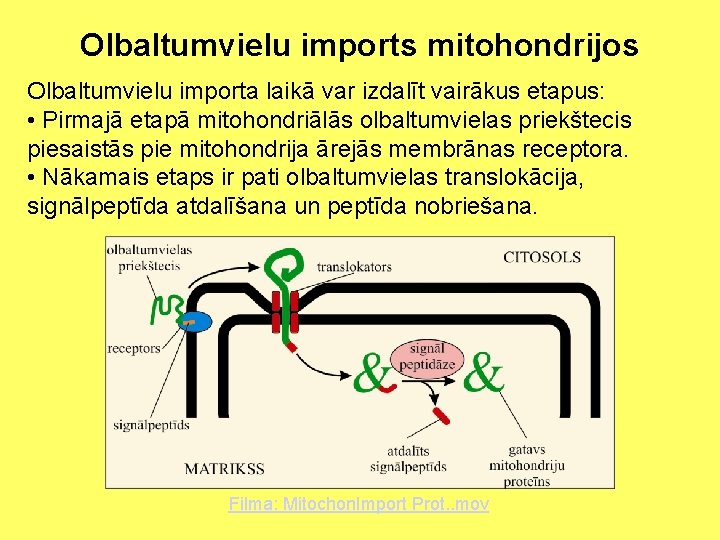 Olbaltumvielu imports mitohondrijos Olbaltumvielu importa laikā var izdalīt vairākus etapus: • Pirmajā etapā mitohondriālās