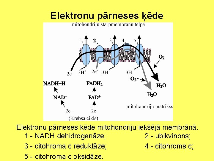 Elektronu pārneses ķēde mitohondriju iekšējā membrānā. 1 - NADH dehidrogenāze; 2 - ubikvinons; 3