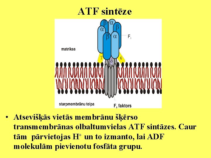ATF sintēze • Atsevišķās vietās membrānu šķērso transmembrānas olbaltumvielas ATF sintāzes. Caur tām pārvietojas