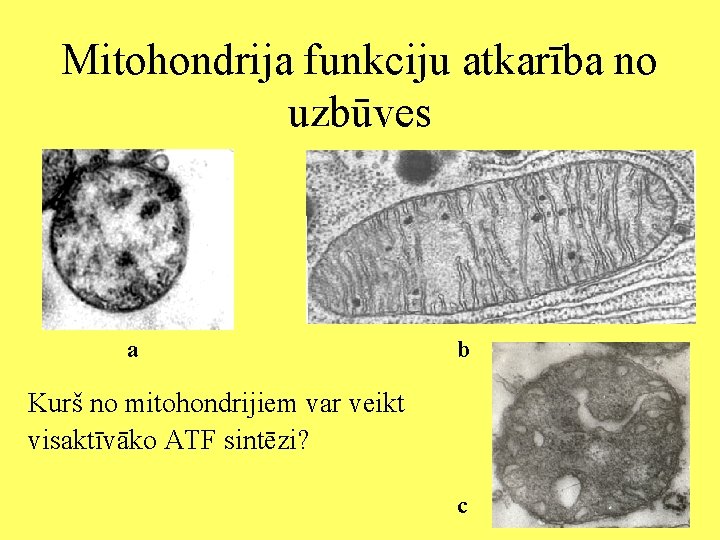 Mitohondrija funkciju atkarība no uzbūves a b Kurš no mitohondrijiem var veikt visaktīvāko ATF