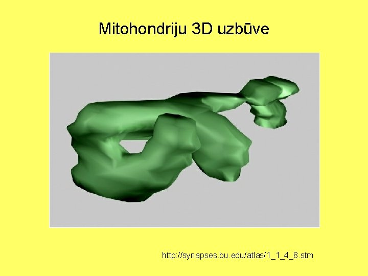 Mitohondriju 3 D uzbūve http: //synapses. bu. edu/atlas/1_1_4_8. stm 
