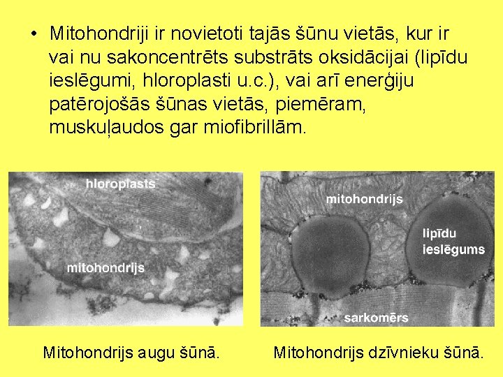  • Mitohondriji ir novietoti tajās šūnu vietās, kur ir vai nu sakoncentrēts substrāts
