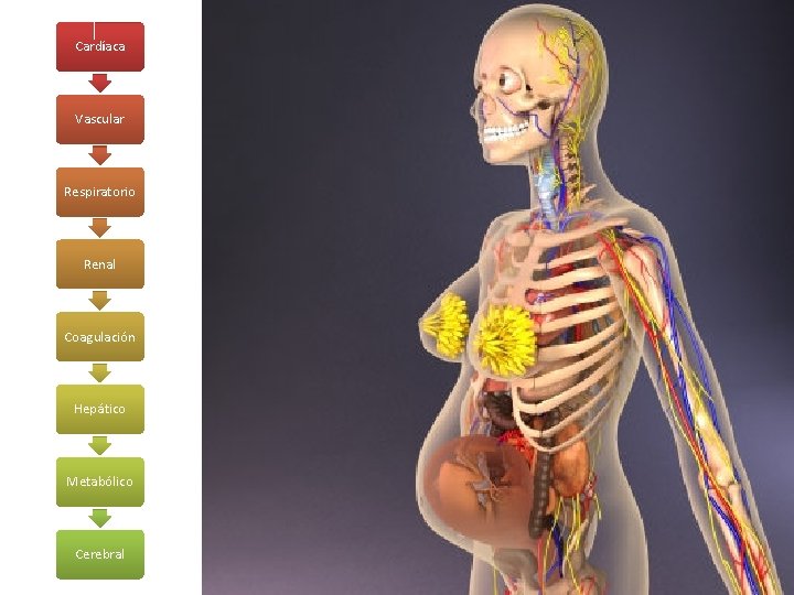 Cardíaca Vascular Respiratorio Renal Coagulación Hepático Metabólico Cerebral 