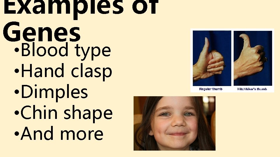 Examples of Genes • Blood type • Hand clasp • Dimples • Chin shape Examples of Genes • Blood type • Hand clasp • Dimples • Chin shape