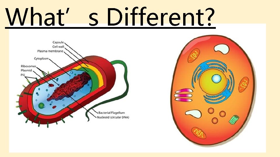 What’s Different? What’s Different?
