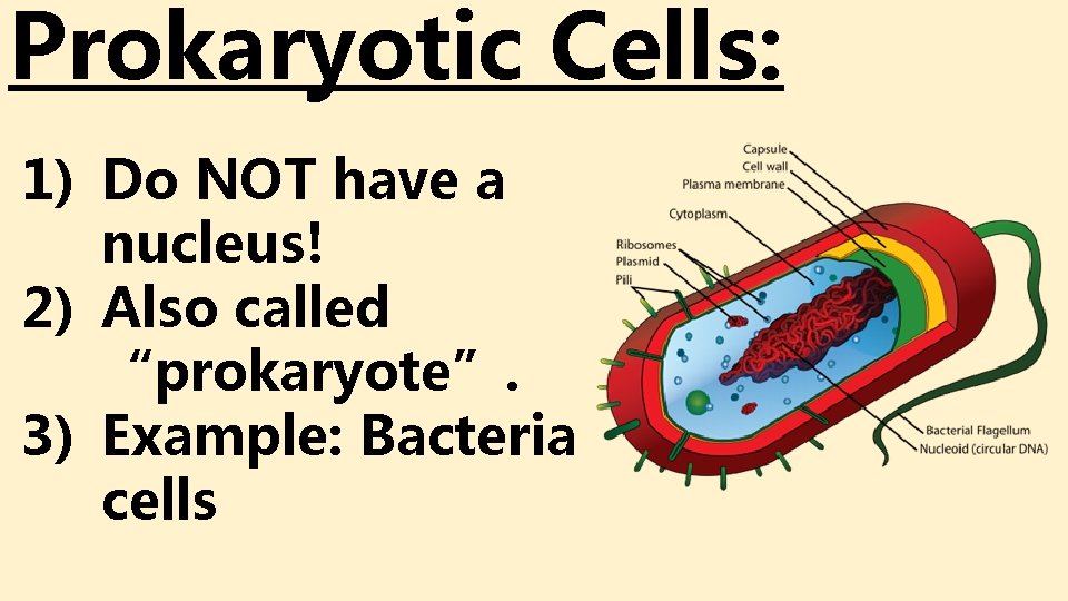 Prokaryotic Cells: 1) Do NOT have a nucleus! 2) Also called “prokaryote”. 3) Example: Prokaryotic Cells: 1) Do NOT have a nucleus! 2) Also called “prokaryote”. 3) Example: