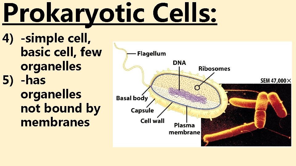 Prokaryotic Cells: 4) -simple cell, basic cell, few organelles 5) -has organelles not bound Prokaryotic Cells: 4) -simple cell, basic cell, few organelles 5) -has organelles not bound