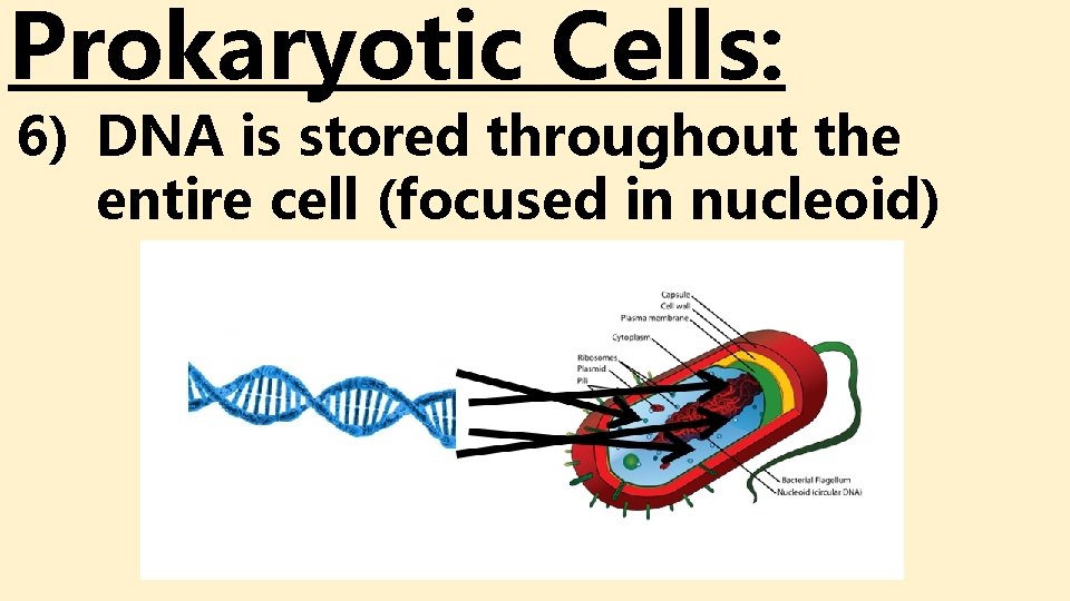 Prokaryotic Cells: 6) DNA is stored throughout the entire cell (focused in nucleoid) Prokaryotic Cells: 6) DNA is stored throughout the entire cell (focused in nucleoid)