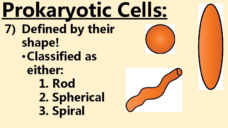 Prokaryotic Cells: 7) Defined by their shape! • Classified as either: 1. Rod 2. Prokaryotic Cells: 7) Defined by their shape! • Classified as either: 1. Rod 2.