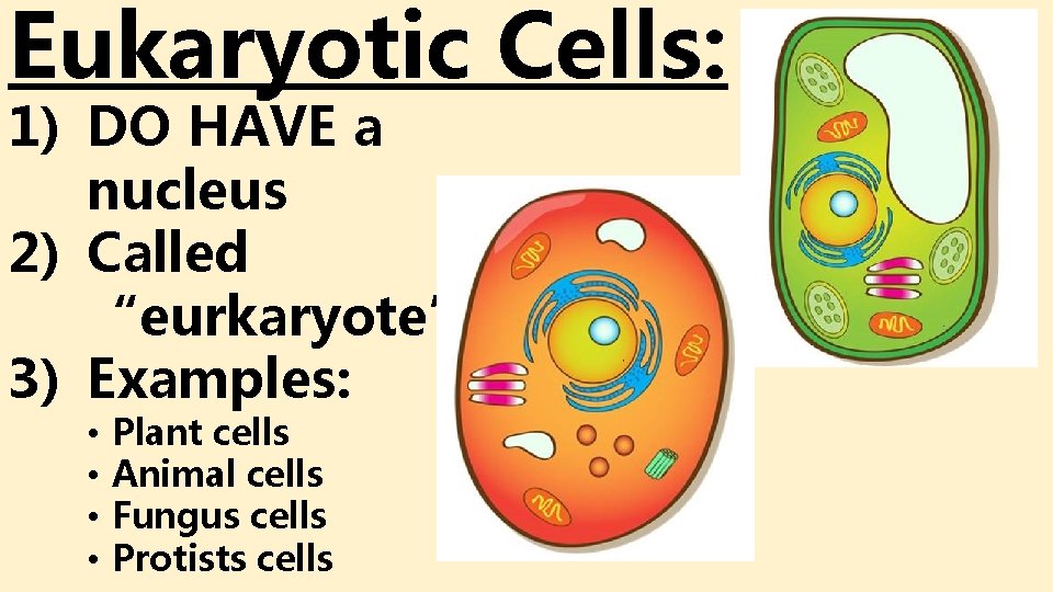 Eukaryotic Cells: 1) DO HAVE a nucleus 2) Called “eurkaryote”. 3) Examples: • • Eukaryotic Cells: 1) DO HAVE a nucleus 2) Called “eurkaryote”. 3) Examples: • •