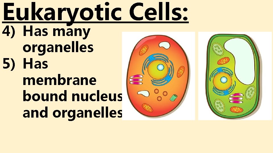 Eukaryotic Cells: 4) Has many organelles 5) Has membrane bound nucleus and organelles Eukaryotic Cells: 4) Has many organelles 5) Has membrane bound nucleus and organelles