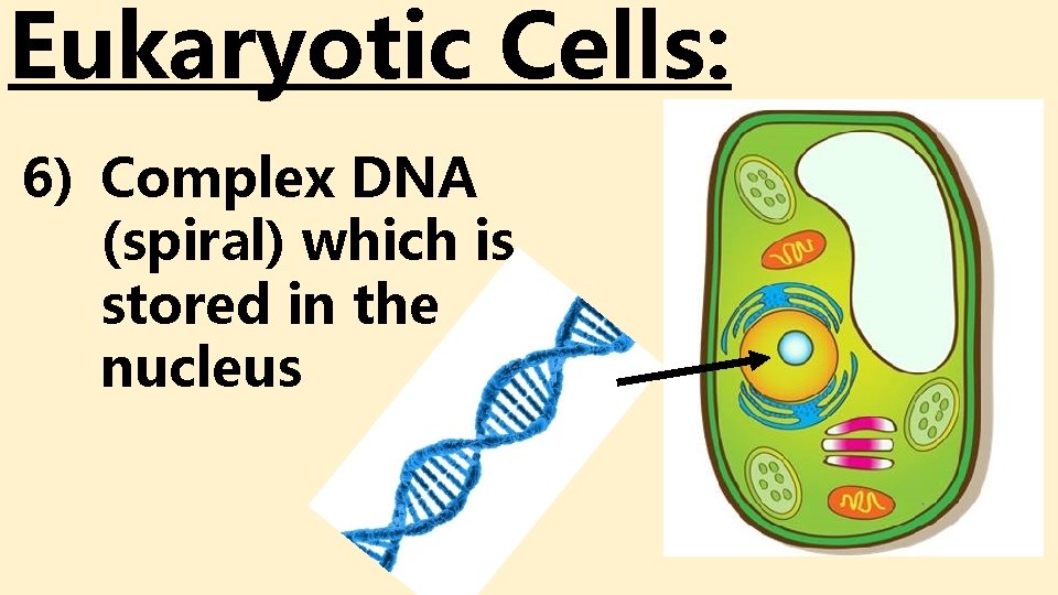 Eukaryotic Cells: 6) Complex DNA (spiral) which is stored in the nucleus Eukaryotic Cells: 6) Complex DNA (spiral) which is stored in the nucleus
