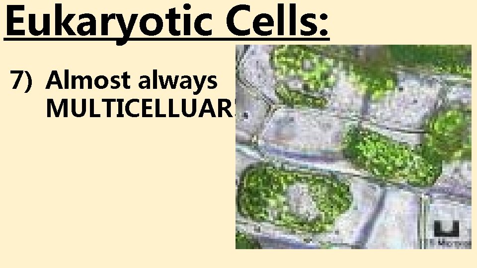 Eukaryotic Cells: 7) Almost always MULTICELLUAR! Eukaryotic Cells: 7) Almost always MULTICELLUAR!