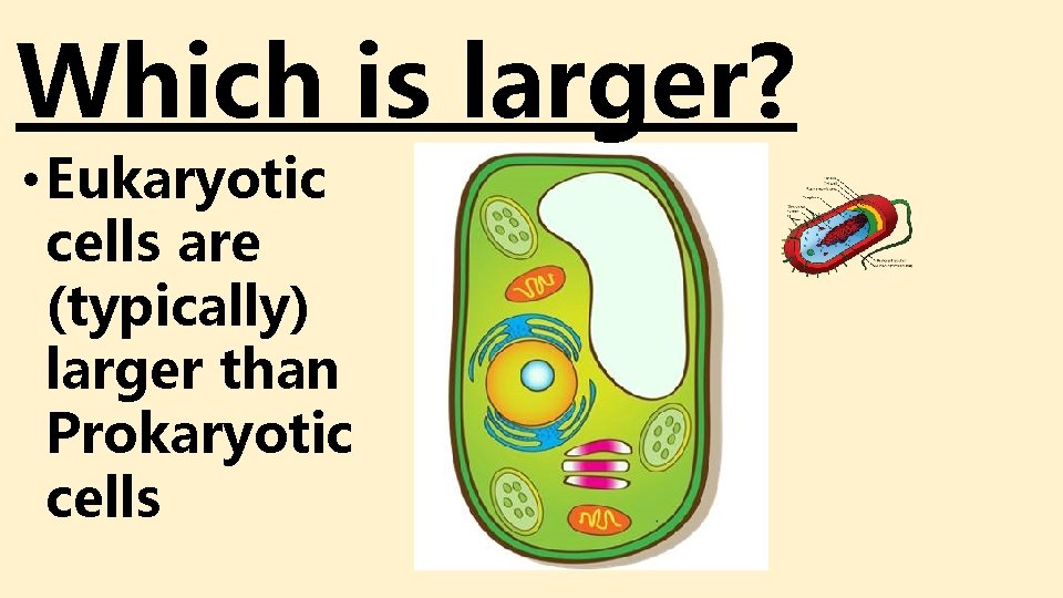 Which is larger? • Eukaryotic cells are (typically) larger than Prokaryotic cells Which is larger? • Eukaryotic cells are (typically) larger than Prokaryotic cells