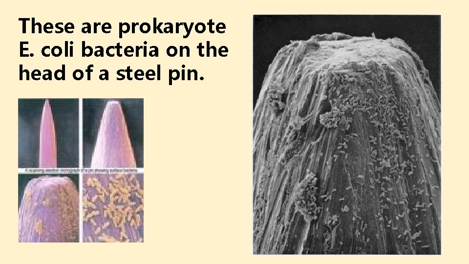 These are prokaryote E. coli bacteria on the head of a steel pin. These are prokaryote E. coli bacteria on the head of a steel pin.