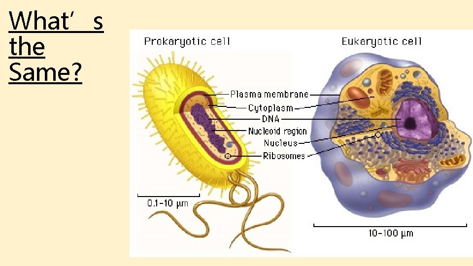 What’s the Same? What’s the Same?