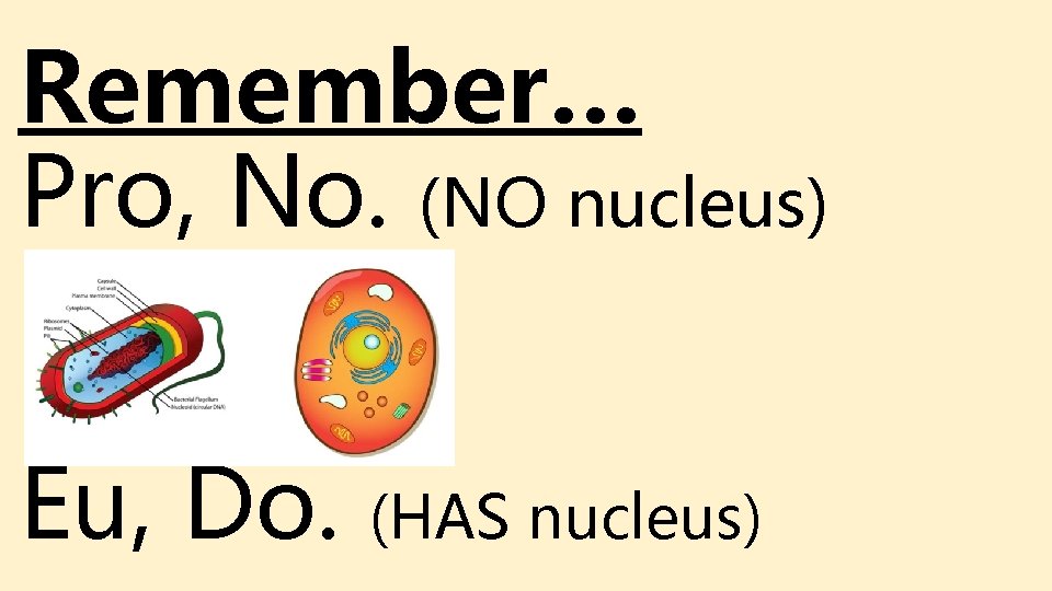 Remember… Pro, No. (NO nucleus) Eu, Do. (HAS nucleus) Remember… Pro, No. (NO nucleus) Eu, Do. (HAS nucleus)