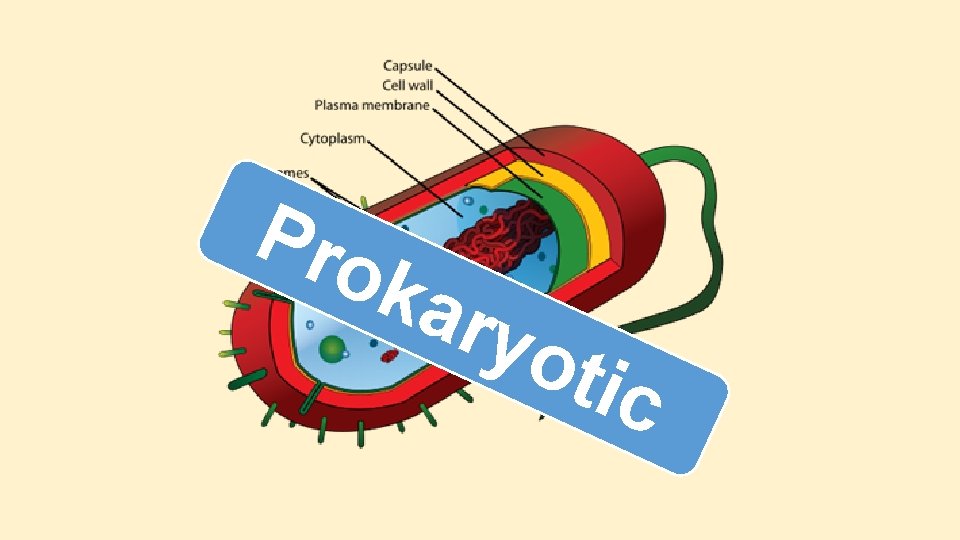 Pro kar yot ic Pro kar yot ic