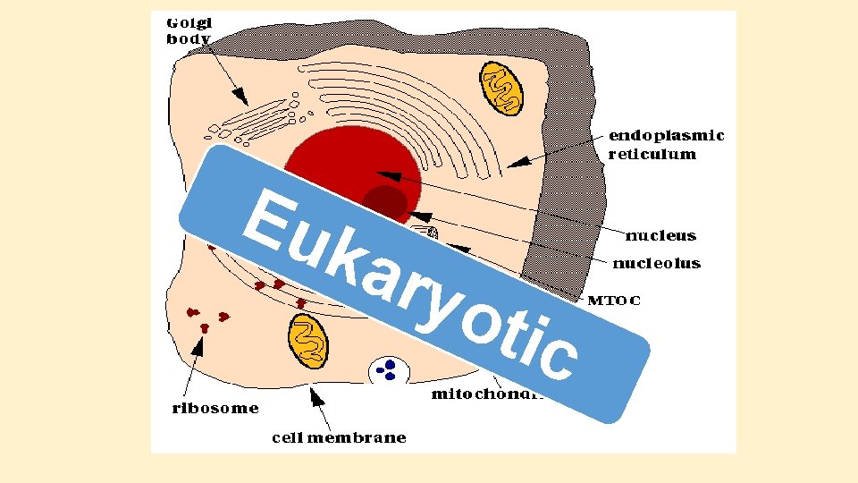 Eu kar yot ic Eu kar yot ic