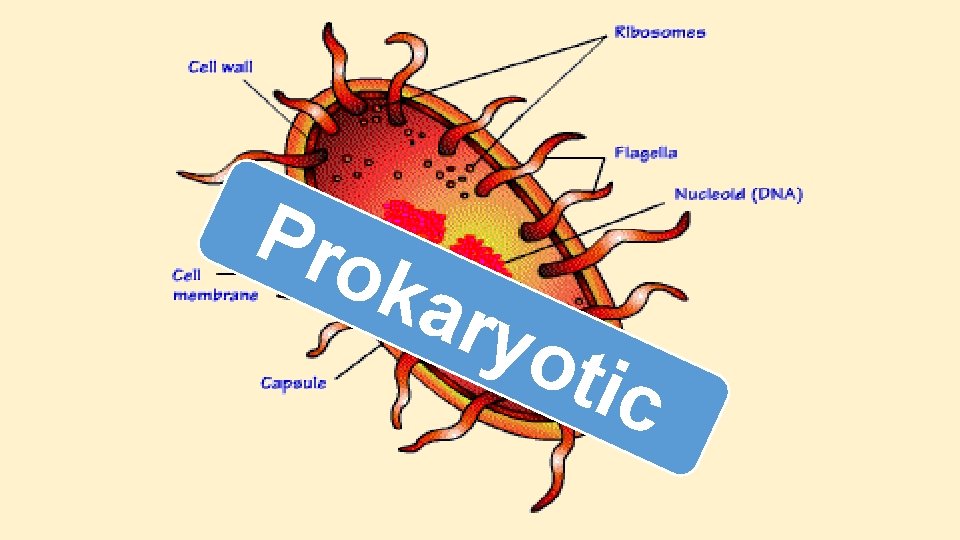 Pro kar yot ic Pro kar yot ic