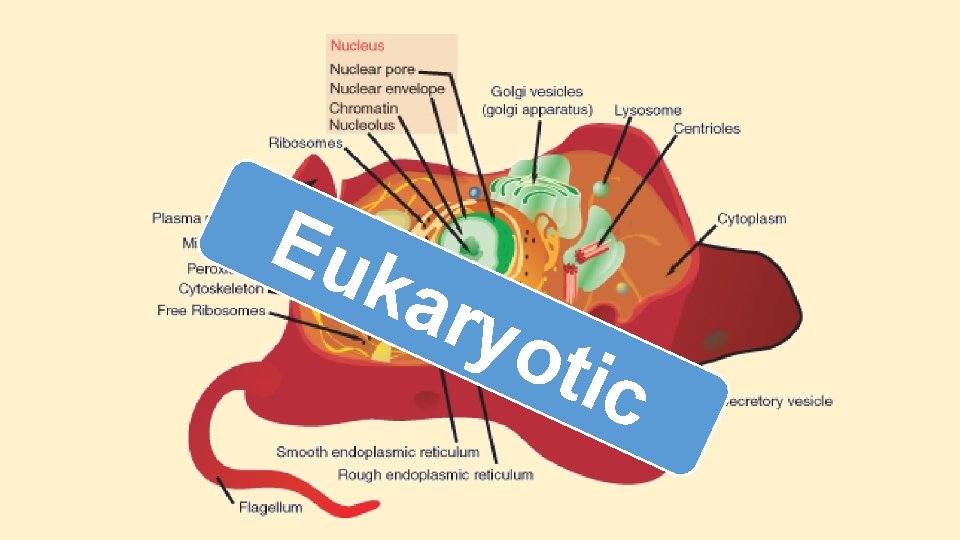 Eu kar yot ic Eu kar yot ic