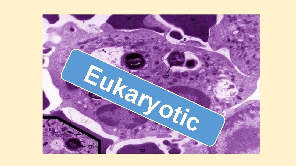 Eu kar yot ic Eu kar yot ic