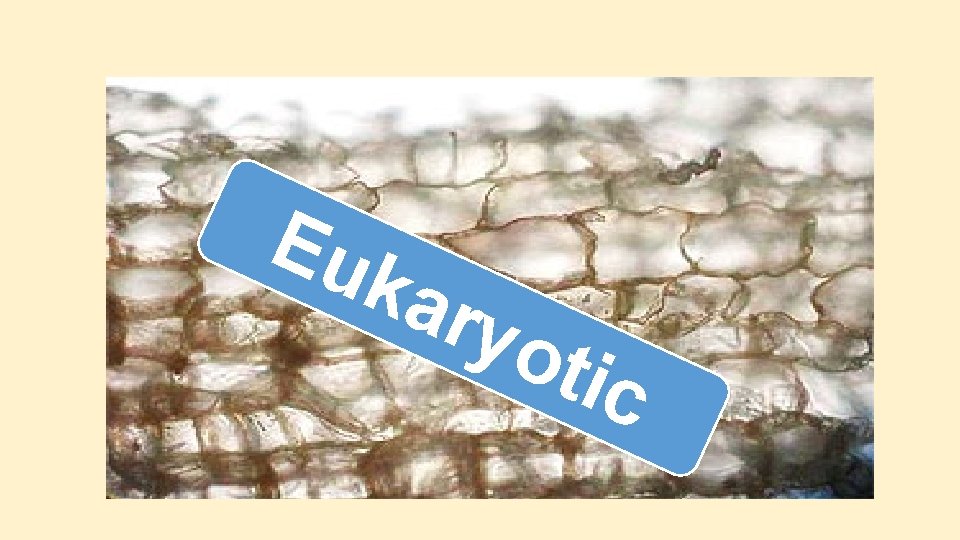 Eu kar yot ic Eu kar yot ic