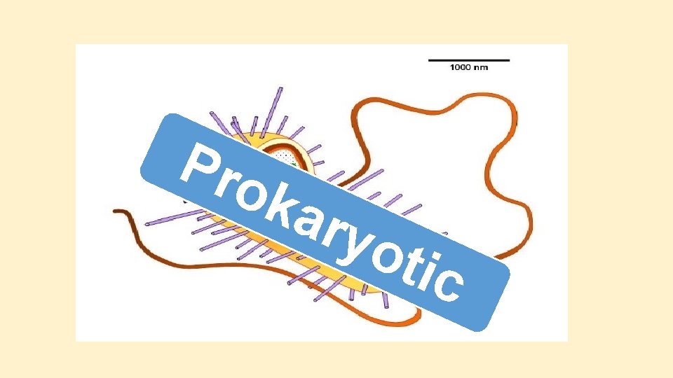 Pro kar yot ic Pro kar yot ic