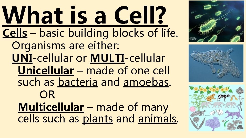 What is a Cell? Cells – basic building blocks of life. Organisms are either: What is a Cell? Cells – basic building blocks of life. Organisms are either: