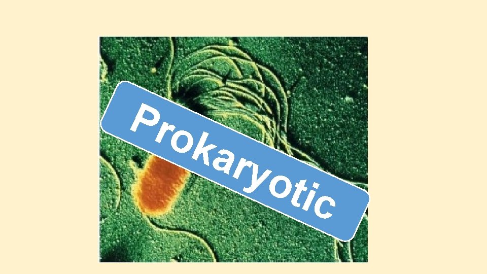 Pro kar yot ic Pro kar yot ic