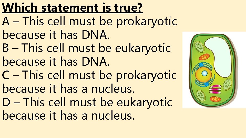 Which statement is true? A – This cell must be prokaryotic because it has Which statement is true? A – This cell must be prokaryotic because it has