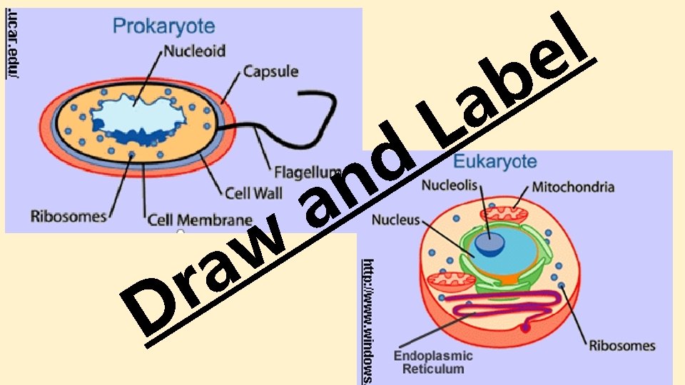 l e D w a r d n a b a L l e D w a r d n a b a L