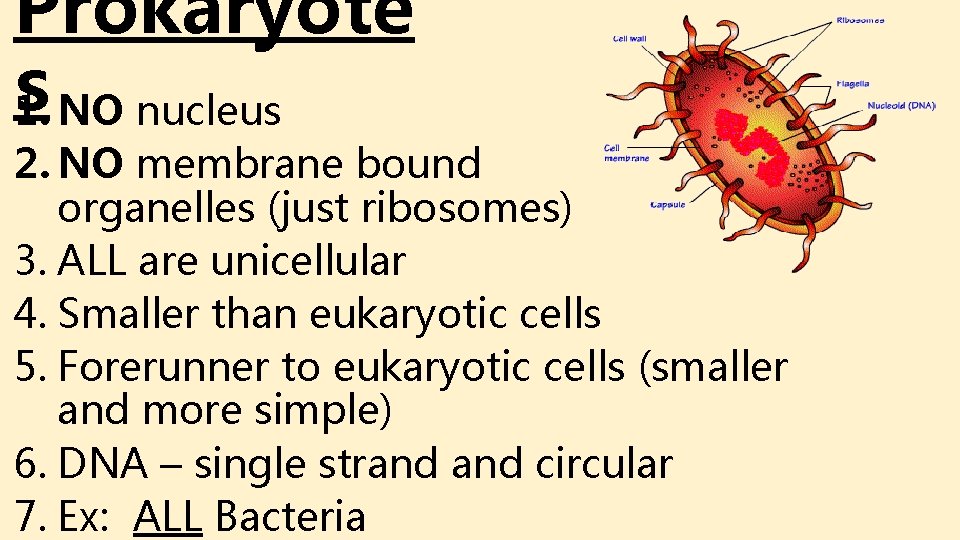 Prokaryote s 1. NO nucleus 2. NO membrane bound organelles (just ribosomes) 3. ALL Prokaryote s 1. NO nucleus 2. NO membrane bound organelles (just ribosomes) 3. ALL