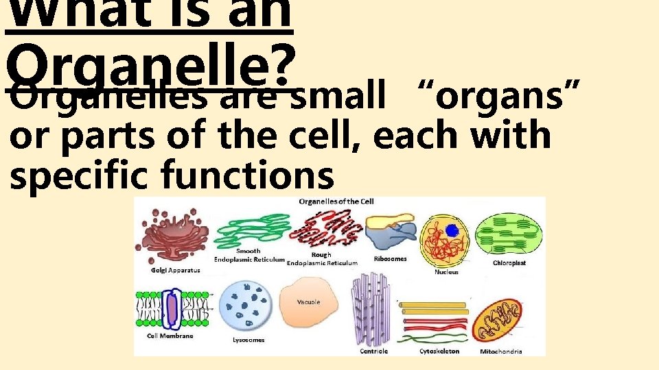 What is an Organelle? Organelles are small “organs” or parts of the cell, each What is an Organelle? Organelles are small “organs” or parts of the cell, each