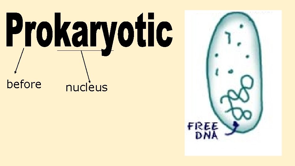 before nucleus before nucleus