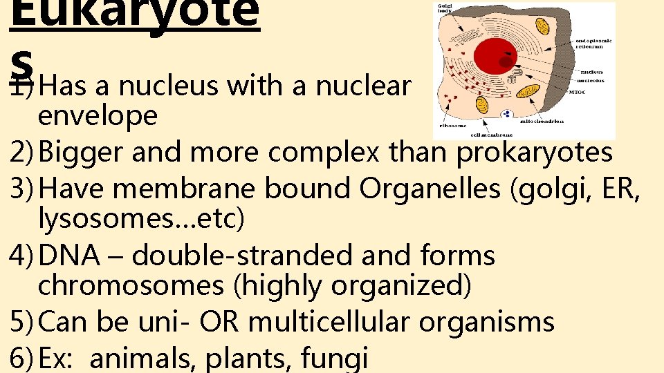 Eukaryote s 1) Has a nucleus with a nuclear envelope 2) Bigger and more Eukaryote s 1) Has a nucleus with a nuclear envelope 2) Bigger and more