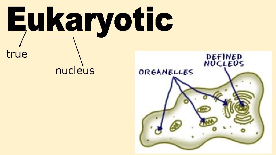 true nucleus true nucleus