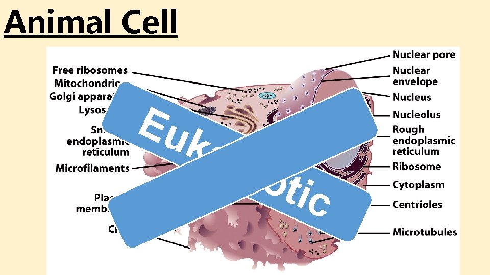 Animal Cell Eu kar yot ic Animal Cell Eu kar yot ic