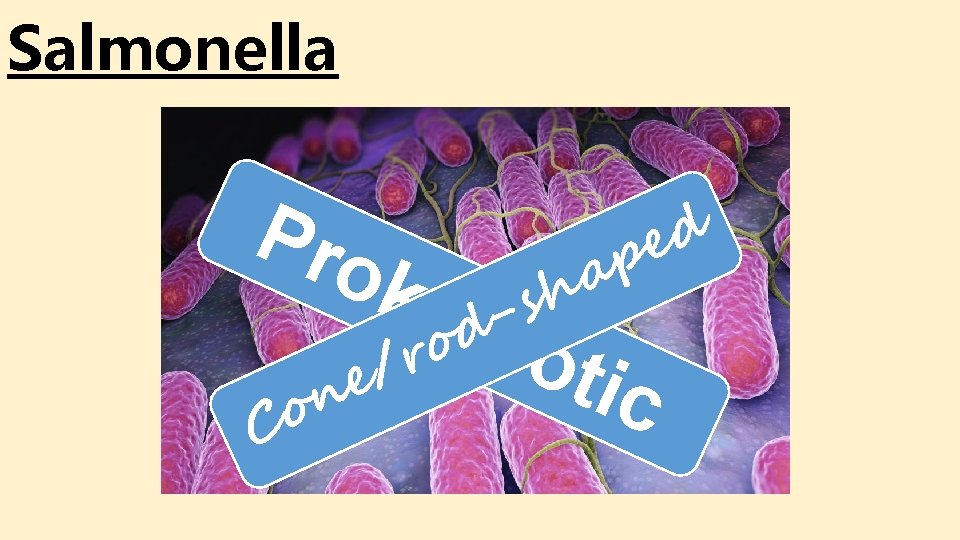 Salmonella d Pro e p a kar -sh d y o r o / Salmonella d Pro e p a kar -sh d y o r o /