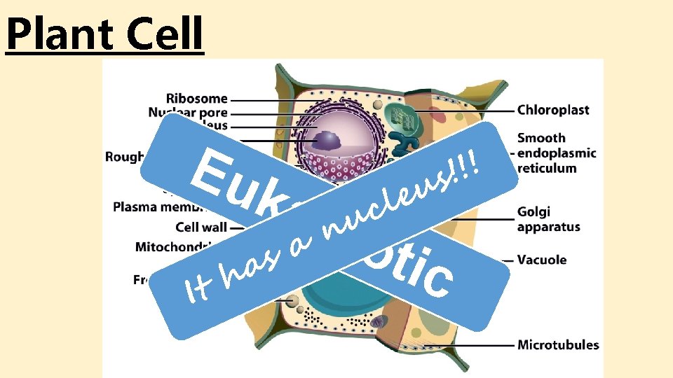 Plant Cell Eu kar ! ! ! s u e l c yot u Plant Cell Eu kar ! ! ! s u e l c yot u