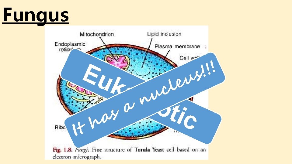 Fungus Eu kar It ! ! ! s u e l c u n Fungus Eu kar It ! ! ! s u e l c u n